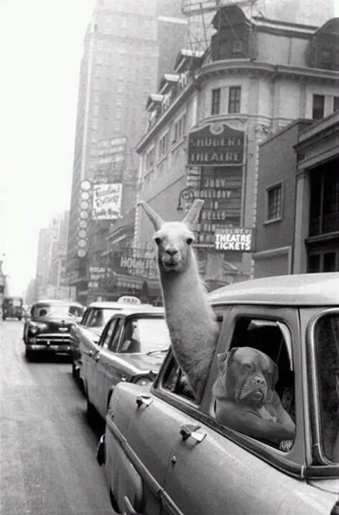 Just Play It Cool Llama