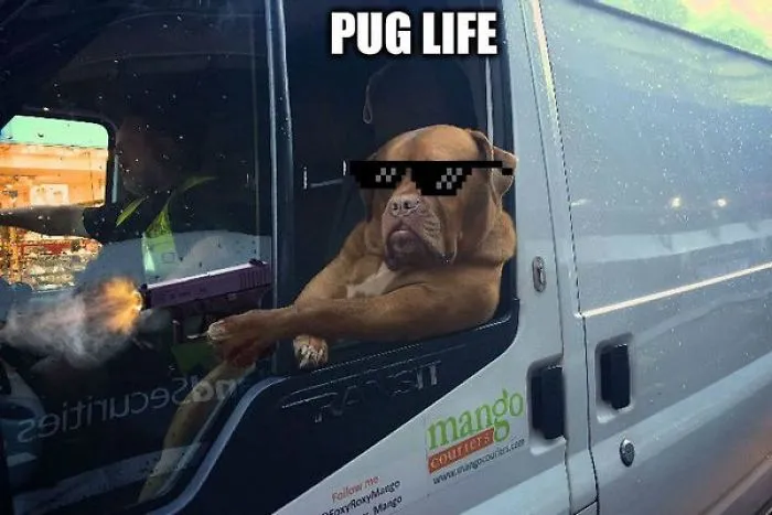 Pug Life Is Real