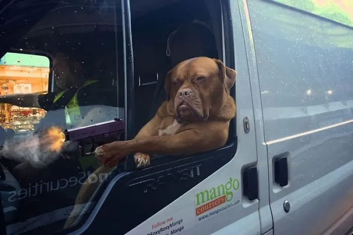 Guard Dog