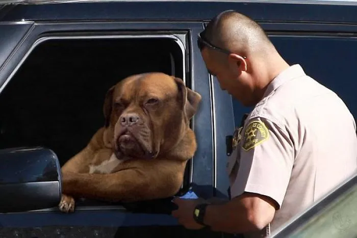Throw Me A Bone And Let Me Off With A Warning?
