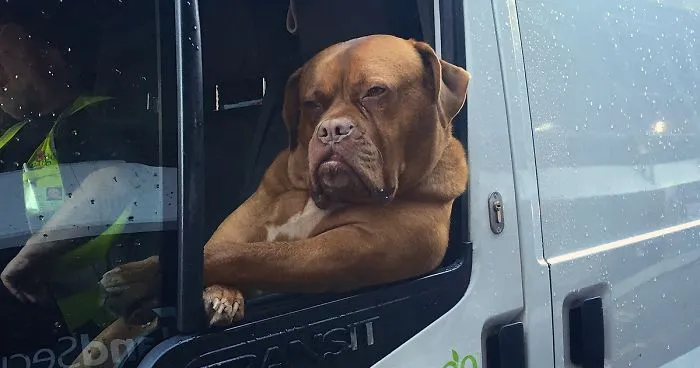 Badass Dog Hanging Out In A Van Sparks A Hilarious Photoshop Battle (32 Pics)