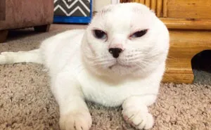 Woman Adopts Earless And Deaf Senior Cat Everybody Ignored, And Later He Saves Her