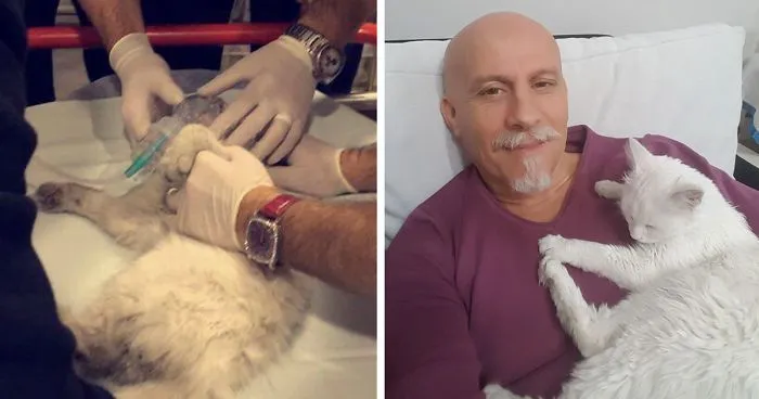 Emergency Doctor Uses CPR on Stray Cat To Save Her Life, Adopts Her Afterwards