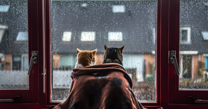 Hago fotos de mis gatos mirando por la ventana cada vez que llueve