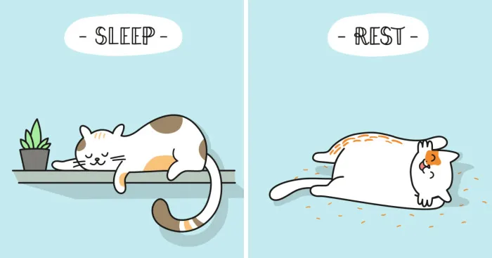 Life Advice From Cats: 5 Tricks To Beat Fall Fatigue