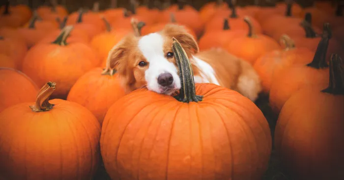 My Dogs And I Found A Place Full Of Pumpkins And Decided To Have Some Fun!