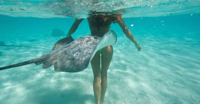 Girls Swimming With Stingrays & Sharks Prove That We Have Little To Fear From Them
