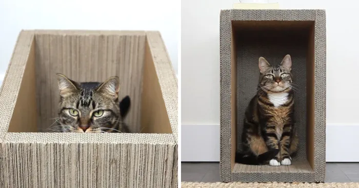My New Cat Product, The Always Good Box