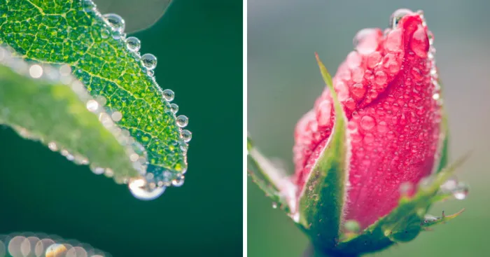 I Take Close-Up Photos Of Nature