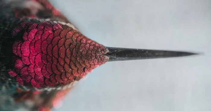 15 Finalistas del concurso de National Geographic a Fotógrafo de la naturaleza 2016
