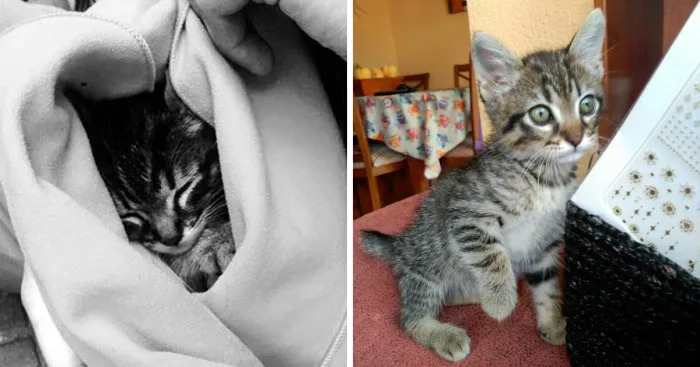 Pepe - The Little Cat And His Amazing Recovery