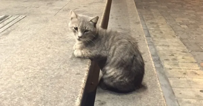 I Took Few Pictures Of A Supermarket Cat