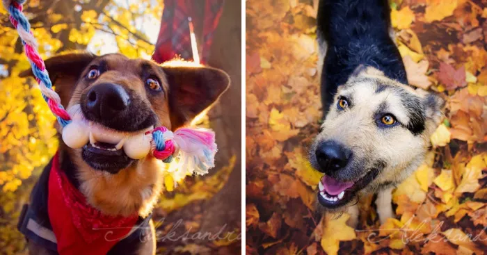 I Photographed Dogs Enjoying Autumn