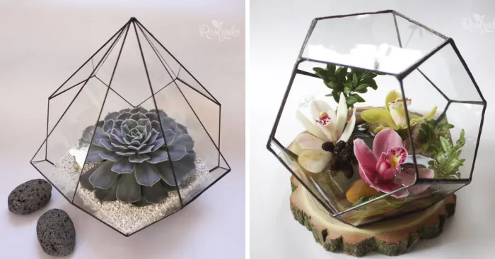 Small Succulent Beauties From Ukraine