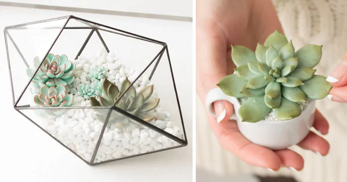 I 'Plant' My Polymer Clay Succulents In Tiny Fairy Gardens