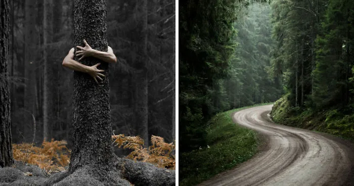 I Started Photographing Swedish Nature As A Therapy After I Injured My Back, Now It's My Passion