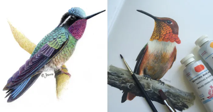 300 Hummingbirds And So Many Different Ways To Illustrate Them
