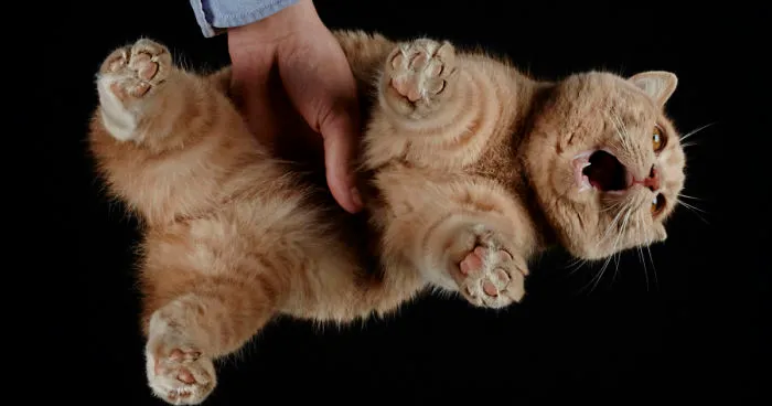 This Is How Cats Reacted To My 'Under-Cats' Project