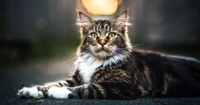 Beautiful Neighborhood Cat Turns Out To Be A Great Meowdel!