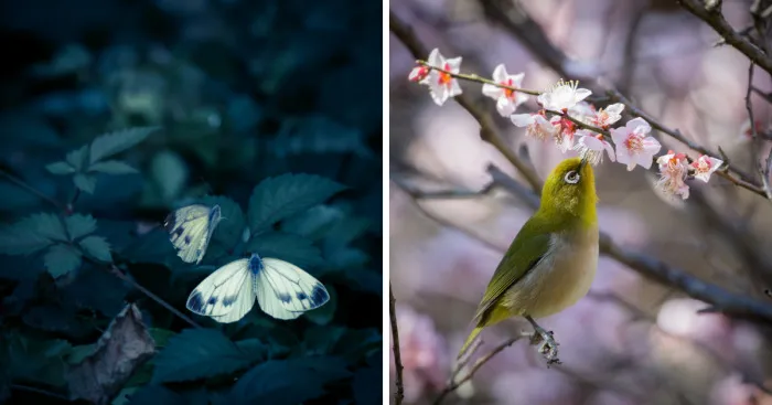I Capture Nature In Japan In The Visual Haiku Style