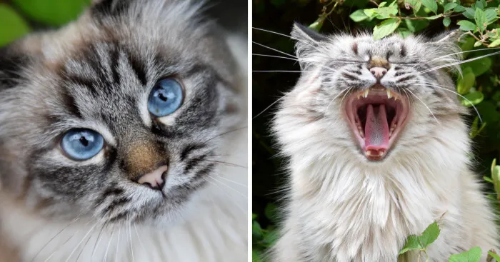 Meet June, My Cat Who Was Born To Be A Meowdel
