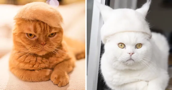 Gatos con gorritos hechos con su propio pelaje