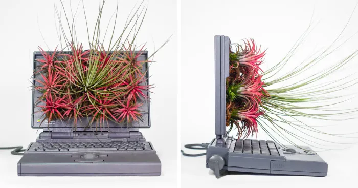 We Converted Vintage Apple Computers Into Terrariums To Bring Society Closer To Nature