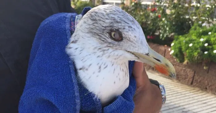We Saved A Seagull That Refused To Fly