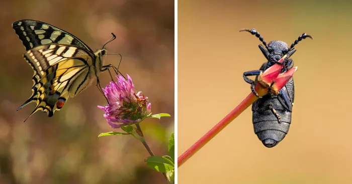 My Macro Photography Of Tiny Creatures