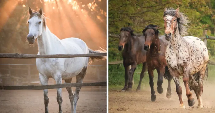 I Live With Horses And I Take Pictures Of Them