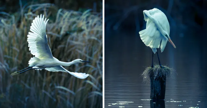 I Photograph Egrets In The Blue World