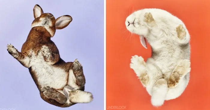 Under-Rabbits: I Photograph Rabbits From Underneath