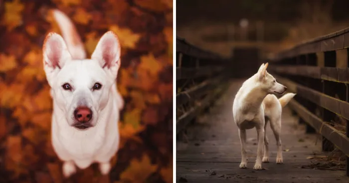 You Don’t Have To Be Purebred To Become The Next Dog Top Model