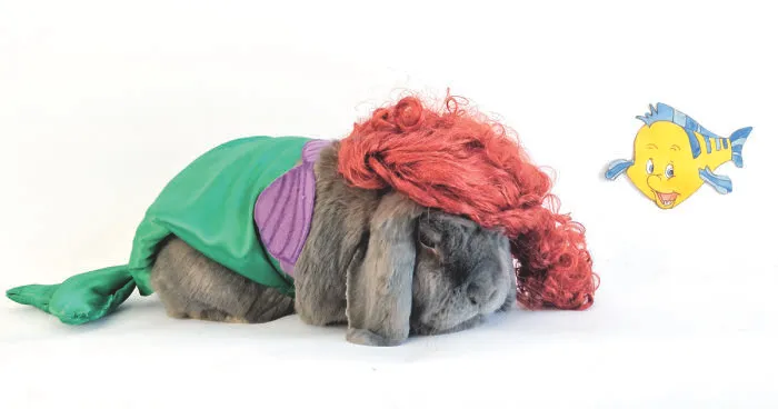 A 2017 Calendar Of A Bunny Dressed Up In Antimation-Themed Outfits