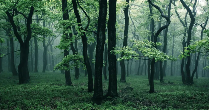 I've Spent 3 Years Photographing The Beauty Of The Forest That I Remember From My Childhood