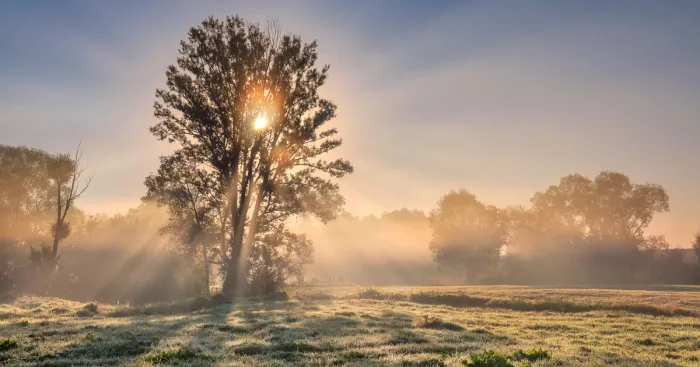 I Spent A Year Photographing Trees Around Warsaw