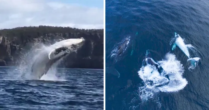 Went Whale Watching For The First Time And Came Up With This Special Moment