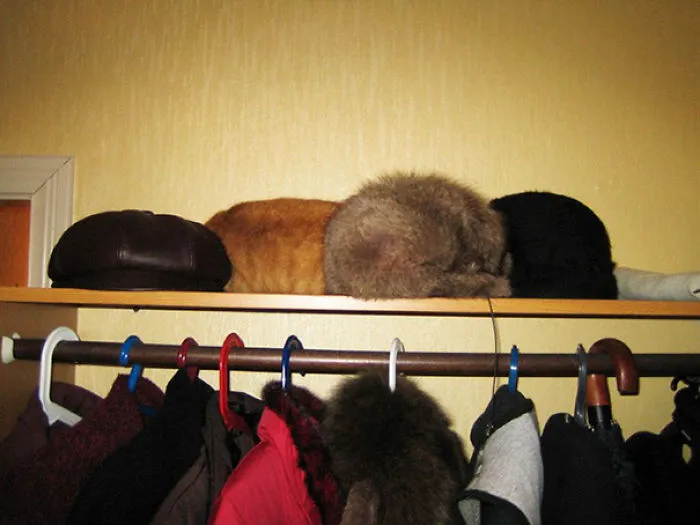 Hat Cat