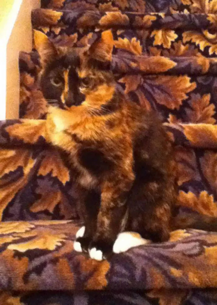 Camouflaged Cat