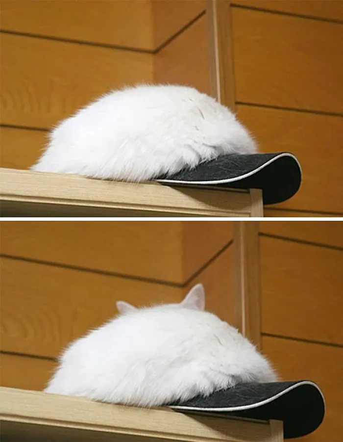 Camouflaged Cat