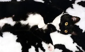 81 Purrfectly Camouflaged Cats That Are Impossible To Find Without Looking At The Answers