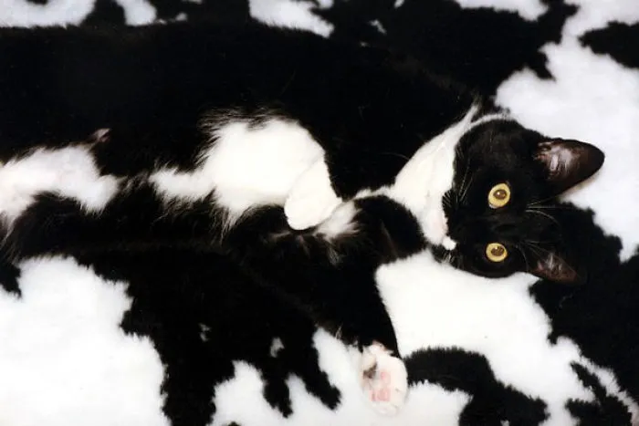 Catouflage Pro