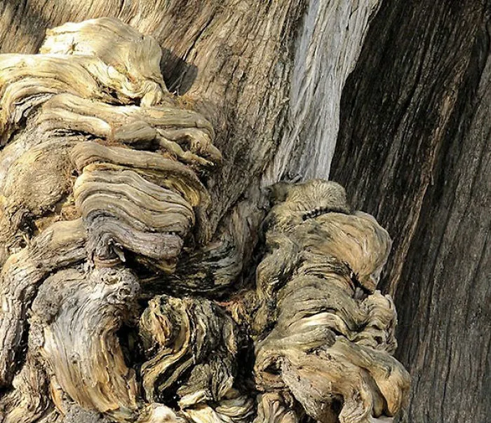 Find The Kitten. Flip Image To Find The Answer