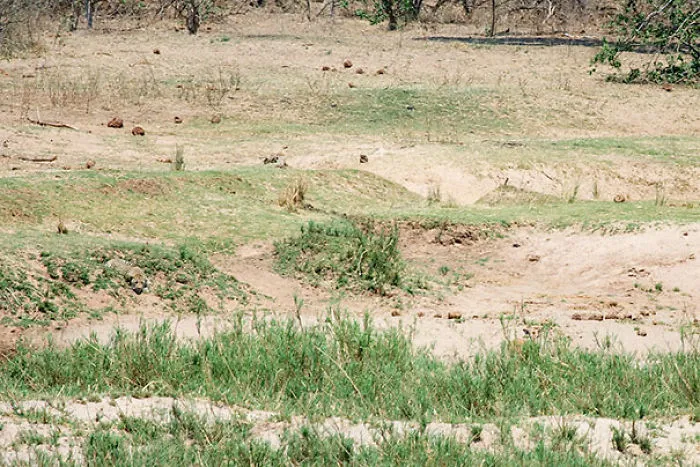 Spot The Cat.  Flip Image To Find The Answer