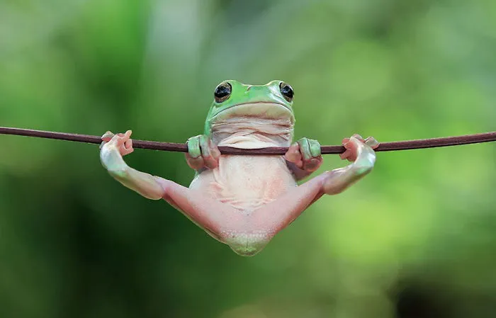 This Photographer Photographs Frogs Like You've Never Seen Before (37 Pics)