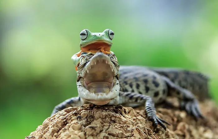 This Photographer Photographs Frogs Like You've Never Seen Before (37 Pics)