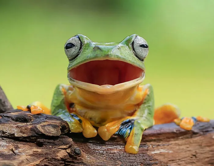 This Photographer Photographs Frogs Like You've Never Seen Before (37 Pics)