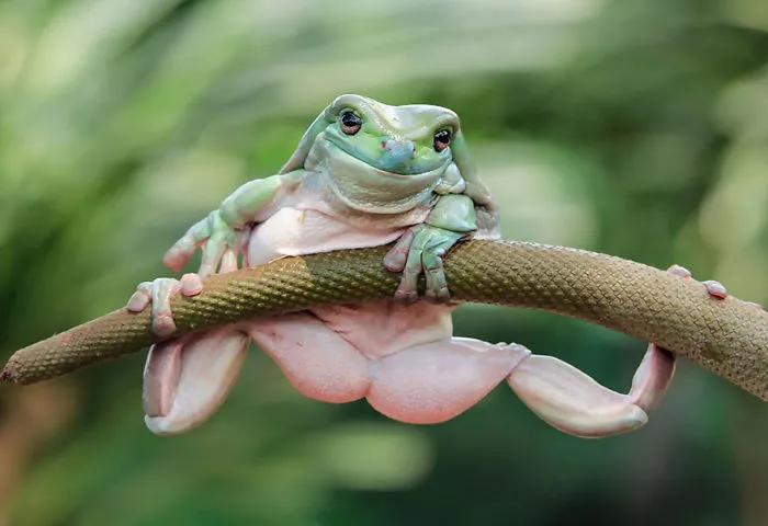 This Photographer Photographs Frogs Like You've Never Seen Before (37 Pics)