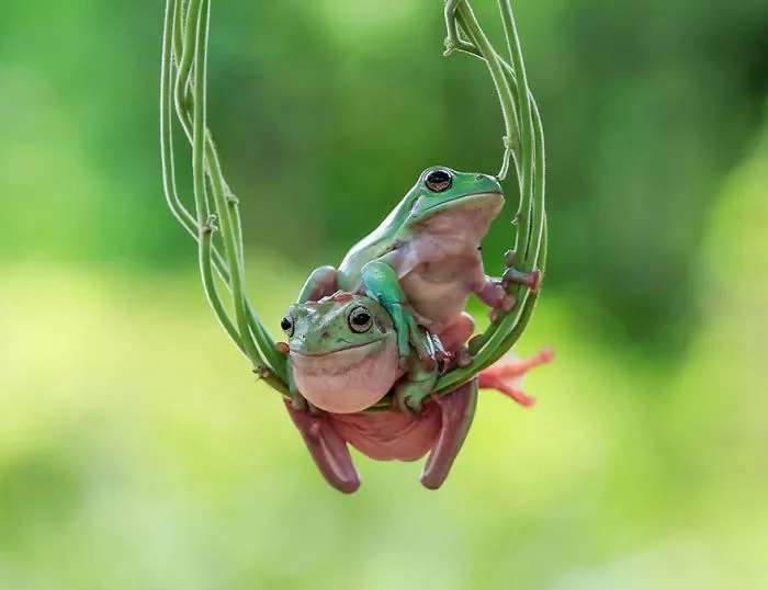 This Photographer Photographs Frogs Like You've Never Seen Before (37 Pics)