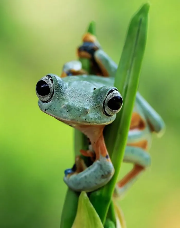 This Photographer Photographs Frogs Like You've Never Seen Before (37 Pics)